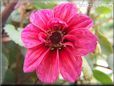 red dahlia flower pictures