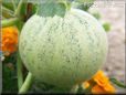 medium cantaloupe melon