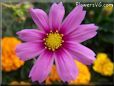 cosmos flower daisy flower picture