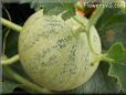 medium cantaloupe melon