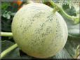 medium cantaloupe melon