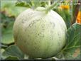 medium cantaloupe melon