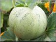 medium cantaloupe melon