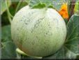medium cantaloupe melon