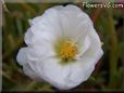 white moss rose flower
