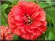 red zinnia flower