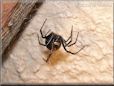  black widow spider