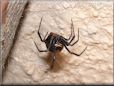 black widow spider