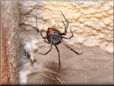 underbelly black widow spider