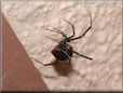  black widow spider