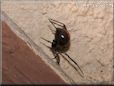  black widow spider