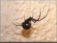  black widow spider