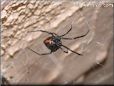  black widow spider