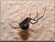  black widow spider