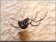  black widow spider