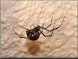  black widow spider