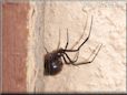  black widow spider