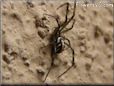 western widow spider