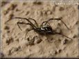 western widow spider