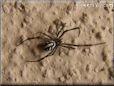 western widow spider