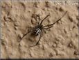 western widow spider