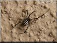 western widow spider
