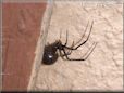  black widow spider