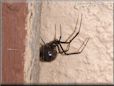  black widow spider