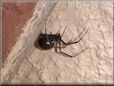  black widow spider
