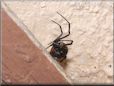  black widow spider
