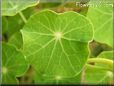 nasturtium leaf