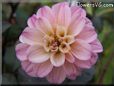 pink dahlia flower pictures