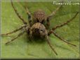 brown wolf spider