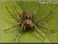 brown wolf spider