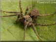 brown wolf spider