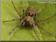 brown wolf spider