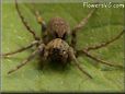 brown wolf spider