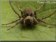 brown wolf spider