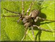 brown wolf spider