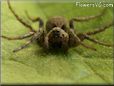 brown wolf spider