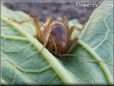 Jerusalem Cricket