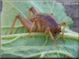 Jerusalem Cricket