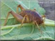 Jerusalem Cricket