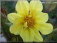 yellow dahlia flower
