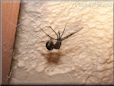 black widow spider molting