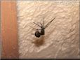 black widow spider molt