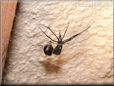 black widow spider molt