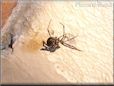 black widow spider molted