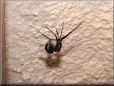 black widow spider molt