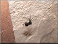 black widow spider molt